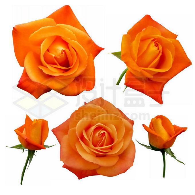 各种金色的玫瑰花鲜花花卉花朵免抠图片素材免费下载 设计盒子