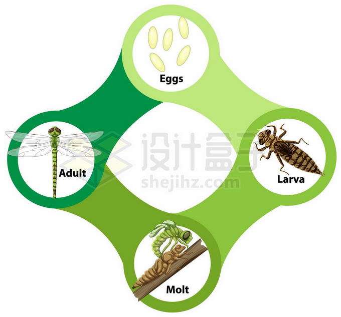 蜻蜓的生命周期卵水虿幼虫和成虫生物课插画3656343矢量图片免抠素材