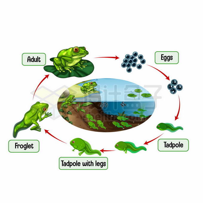 青蛙的生命周期卵蝌蚪生物课插画7528620矢量图片免抠素材免费下载