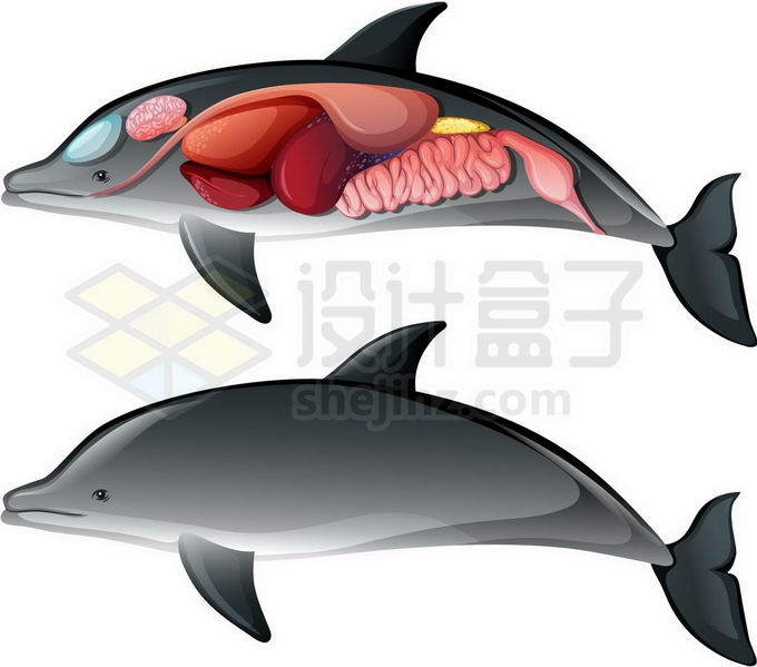 海豚内脏器官解剖图1490131矢量图片免抠素材免费下载 生物自然-第1张