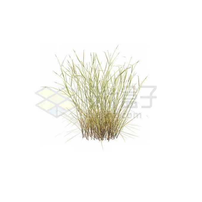 一款3D渲染的麻黄杂草野草丛7271381免抠图片素材 生物自然-第1张