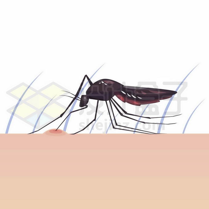 蚊子的简笔画吸血图片