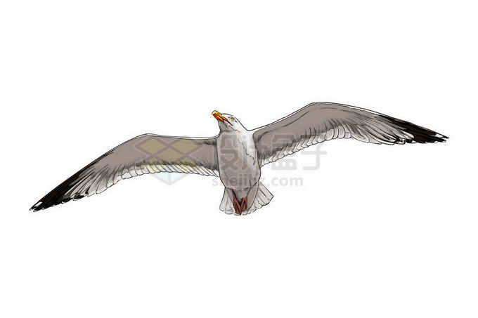 一只展翅高飞的海鸥海鸟6383919矢量图片免抠素材 生物自然-第1张