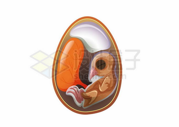 孵化中的鸡蛋鸟蛋内部结构胚胎解剖图7532854矢量图片免抠素材免费下载 生物自然-第1张