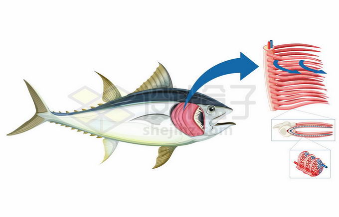 鱼的呼吸器官鱼鳃工作原理和结构图矢量图片免抠素材免费下载 设计盒子