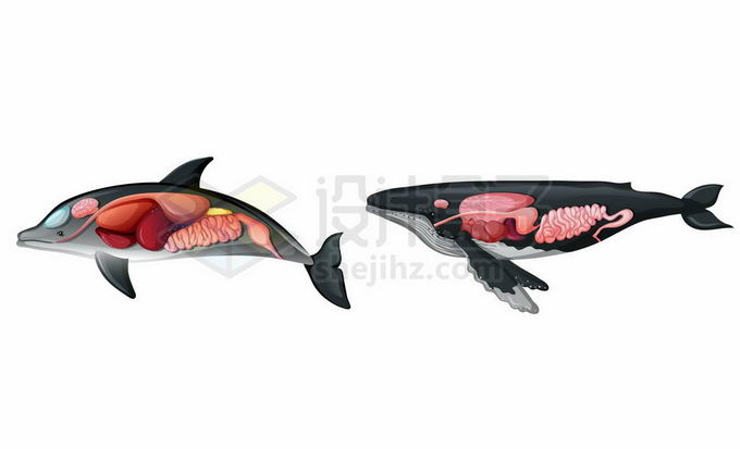 海豚和座头鲸内脏器官解剖图8733101矢量图片免抠素材免费下载 生物自然-第1张