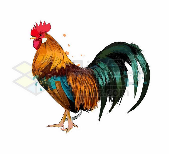 一只羽毛绚丽的公鸡写实风格水彩插画4023551矢量图片免抠素材免费下载 生物自然-第1张