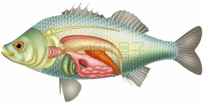 鱼解剖图卡通图片