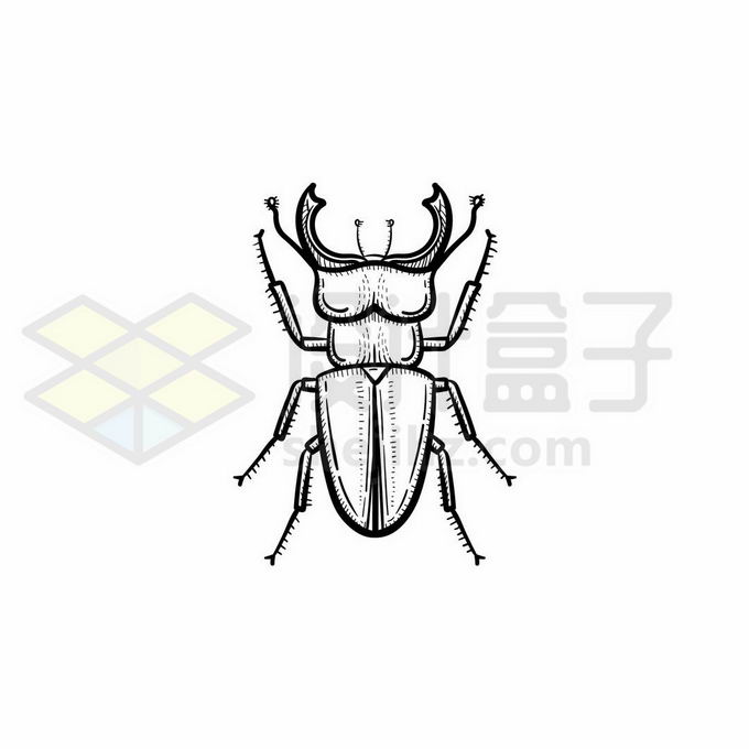 锹甲虫线描图片