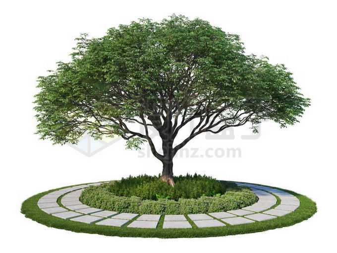 公园环形石板路面和中间的参天大树绿树2169168PSD免抠图片素材