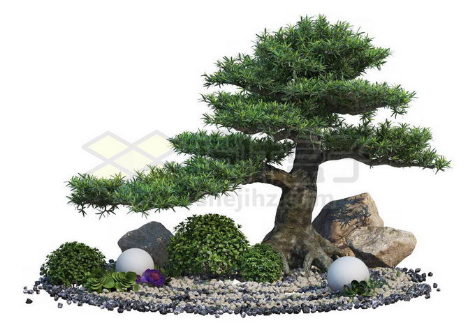 日本园林枯山水中的罗汉松盆景造型植物以及石块绿植装饰7412283PSD免抠图片素材 生物自然-第1张