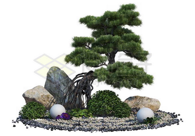 日本园林中生长在石头中的罗汉松盆景造型植物2495442PSD免抠图片素材 生物自然-第1张