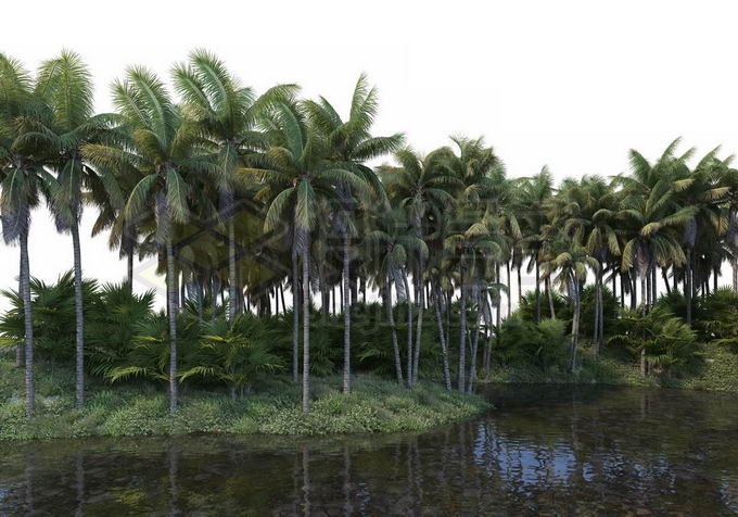 水边的椰子树林热带雨林风景9838868PSD免抠图片素材 生物自然-第1张