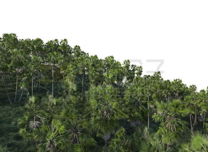 漫山遍野的大树热带雨林森林8328912PSD免抠图片素材 生物自然-第1张