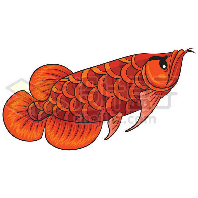 一条金红色的金龙鱼美丽硬仆骨舌鱼插画1065397矢量图片免抠素材免费下载 生物自然-第1张