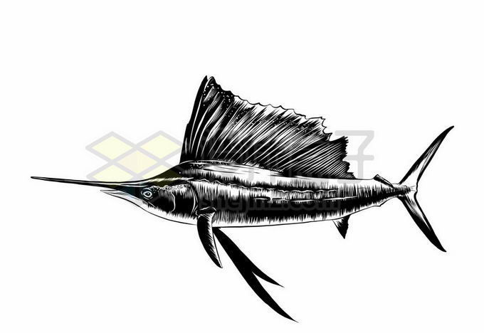 一条旗鱼海洋鱼类黑白色手绘插图6384971矢量图片免抠素材免费下载