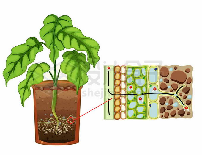 植物根部细胞吸收土壤中的水分无机盐和可溶性小分子有机质生物课插图矢量图片免抠素材免费下载 设计盒子