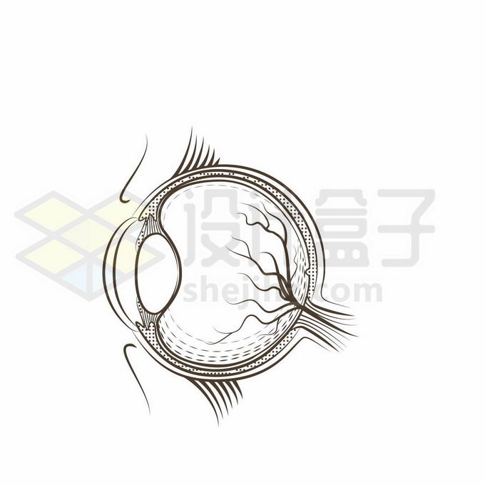 眼球解剖结构图手绘图片