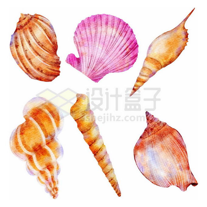 香螺扇贝海螺等贝壳水彩画免抠图片素材 生物自然-第1张