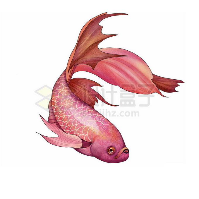 红色的金龙鱼金鱼免抠图片素材 生物自然-第1张