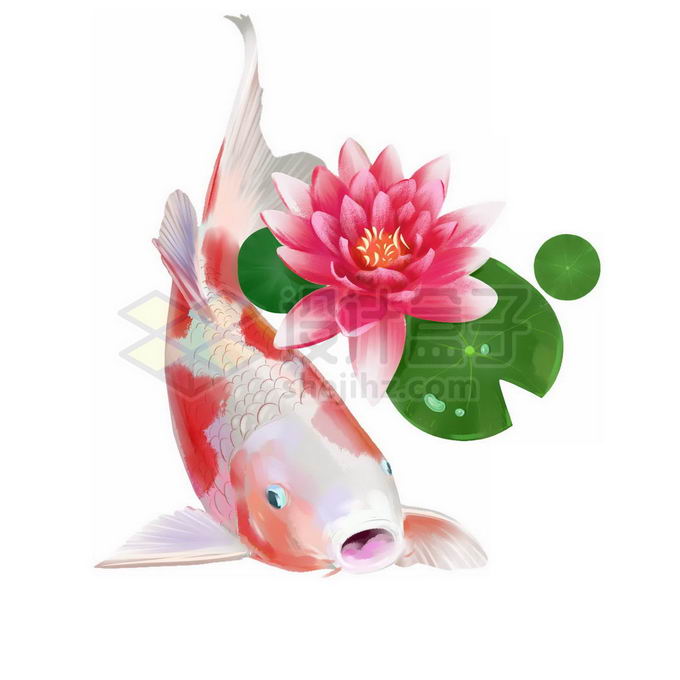 莲花莲叶和粉红色的锦鲤免抠图片素材 设计盒子