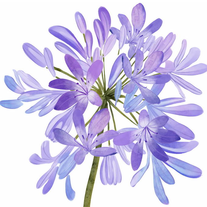 设计盒子为您提供盛开的百子莲紫色花朵5899919免抠图片素材免费下载