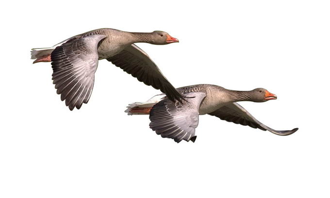 组队飞行中的两只野鸭大雁9135860png免抠图片素材 生物自然-第1张