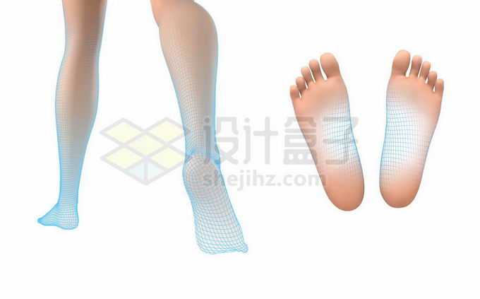3D赤脚的人体脚底板小腿模型示意图5088650矢量图片免抠素材
