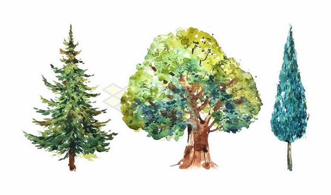 三棵大树雪松树白杨树水彩画插画5196430矢量图片免抠素材 生物自然-第1张