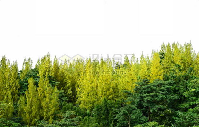 郁郁葱葱的树林大森林8012038免抠图片素材 生物自然-第1张