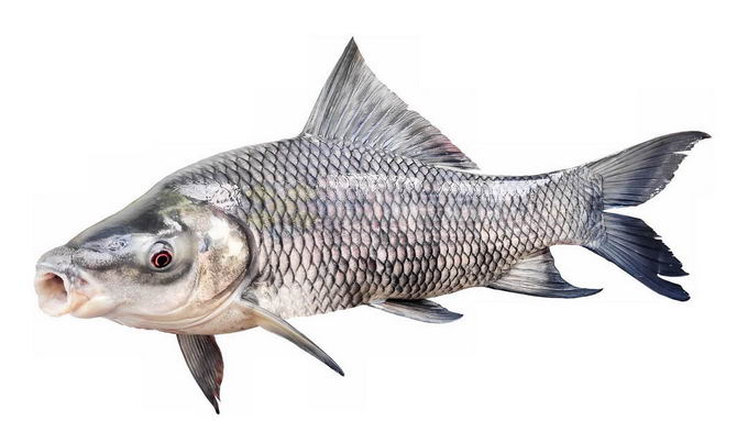 一条鲈鱼淡水鱼5210215免抠图片素材 生物自然-第1张