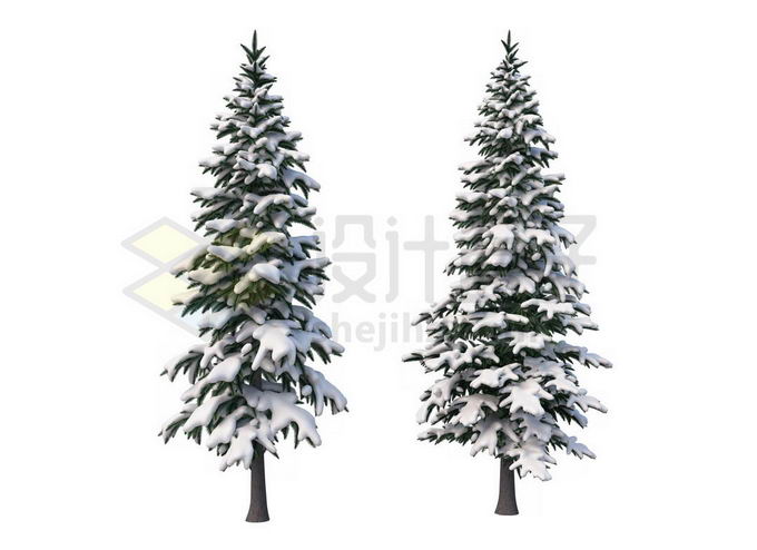 2款冬天大雪过后有积雪的雪松大树4614135免抠图片素材 生物自然-第1张