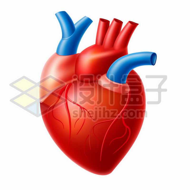 一颗3D立体风格人体心脏带静脉动脉血管器官组织8879745矢量图片免费下载