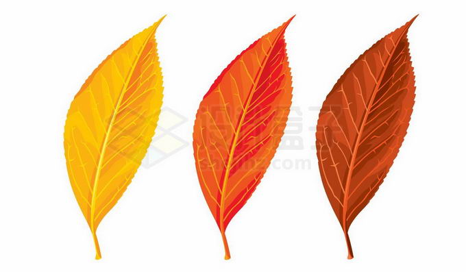 三种不同深度的秋天红色黄色树叶8732228免抠图片素材 生物自然-第1张