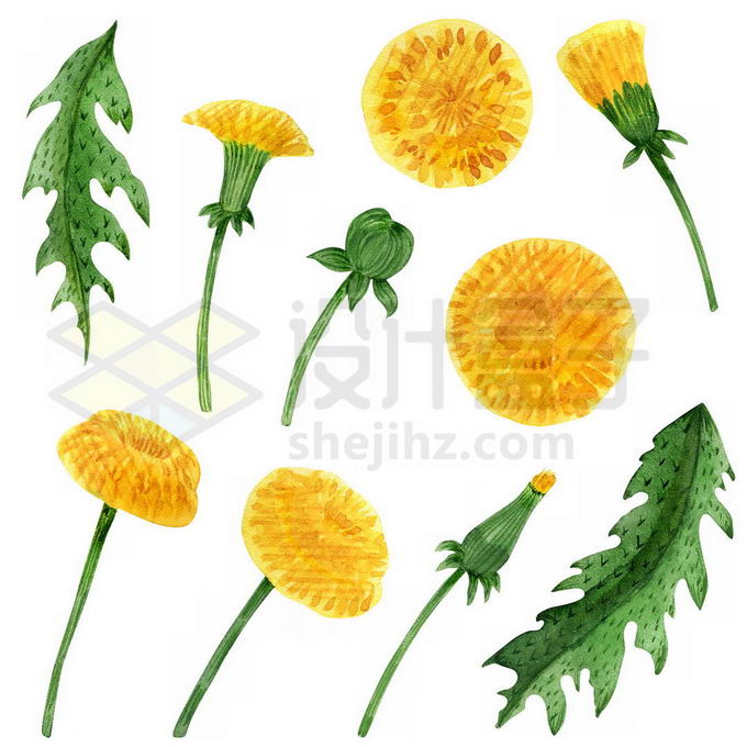蒲公英的黄色花朵绿叶等水彩配图4856737图片免抠素材 生物自然-第1张