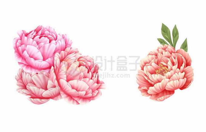 盛开的红牡丹花中国风工笔画8335207矢量图片免抠素材