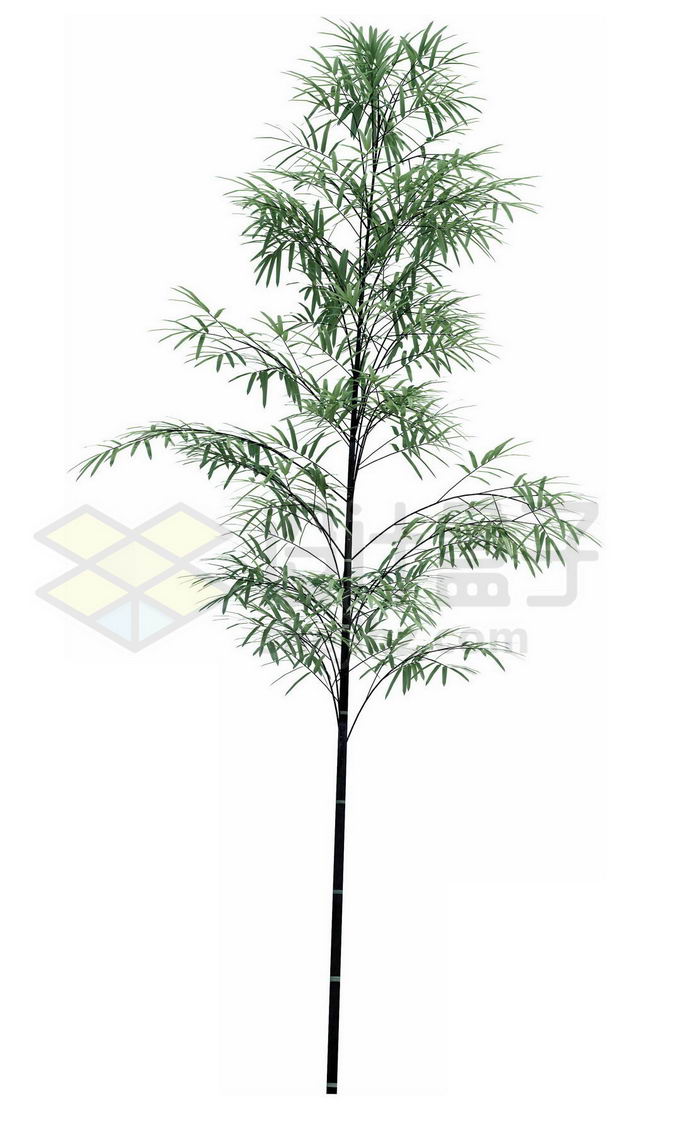 一株竹子毛竹绿色植物4827503psd免抠图片素材 生物自然