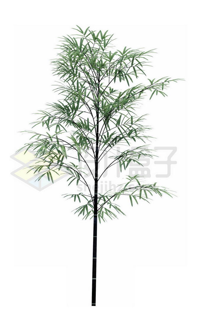 一根竹子毛竹绿色植物8705366PSD免抠图片素材 生物自然-第1张