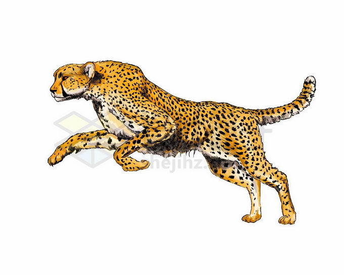 跳跃的猎豹非洲野生动物猫科动物8207917矢量图片免抠素材 生物自然-第1张