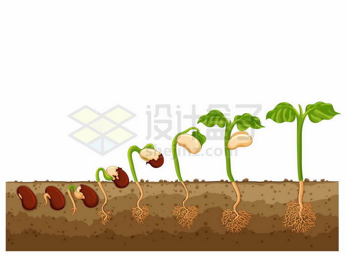 使用设计盒子下载土壤里面的种子发芽全过程7654455矢量图片免抠素材