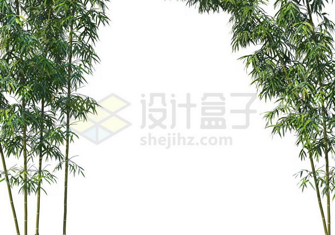 两侧的竹子竹林绿色植物装饰7475024PSD免抠图片素材 生物自然-第1张