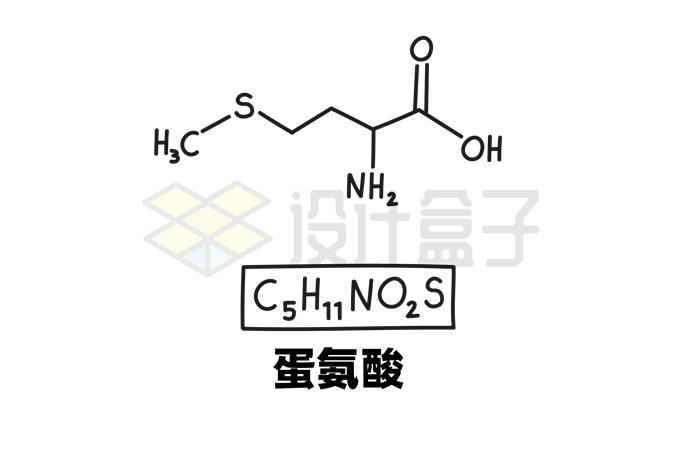 蛋氨酸c5h11no2s化学方程式和分子结构式手绘风格氨基酸8349950矢量