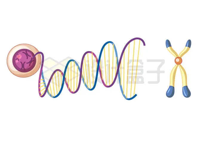 细胞核中的DNA和X染色体8622168矢量图片免抠素材 健康医疗-第1张
