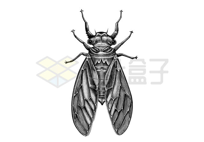 一只知了鸣蝉昆虫素描插画1346207矢量图片免抠素材 生物自然-第1张
