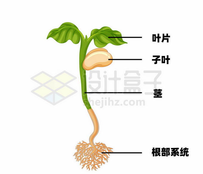 刚发芽大豆叶片子叶茎和根部系统植物学插图5126428矢量图片免抠素材 生物自然-第1张