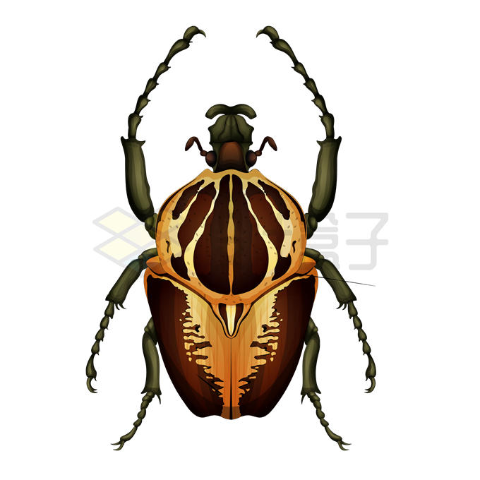 色彩斑斓的歌利亚甲虫昆虫7212447矢量图片免抠素材 生物自然-第1张