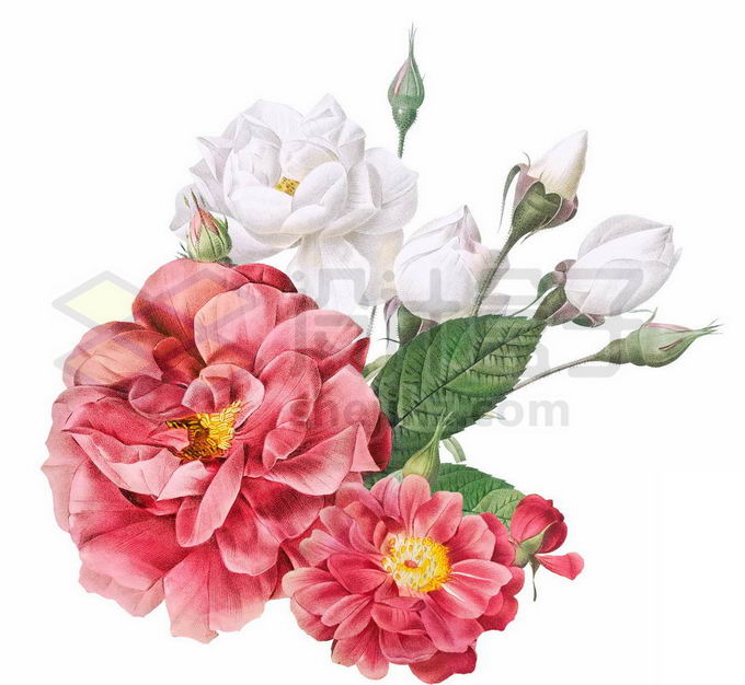 盛开的红色白色牡丹花花骨朵和叶子水彩插画4740646PSD免抠图片素材 生物自然-第1张