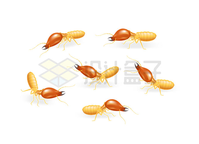 各种各样的白蚁昆虫4464622矢量图片免抠素材 生物自然-第1张