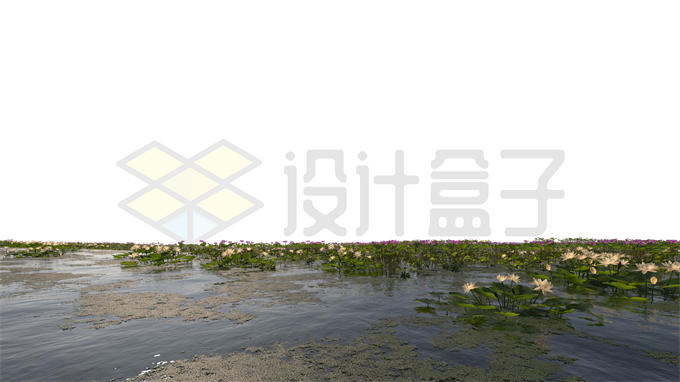 河流湖水沼泽湿地中开花的白色莲花浮萍水生植物风景8921024PSD免抠图片素材 生物自然-第1张