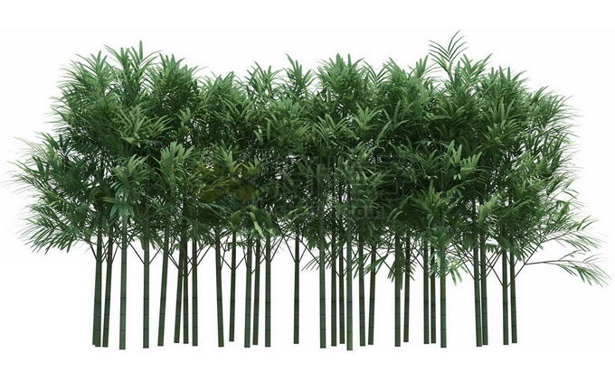 一大片竹林6593530PSD免抠图片素材 生物自然-第1张
